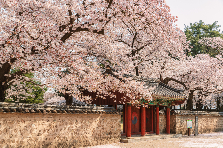 경주 벚꽃 축제