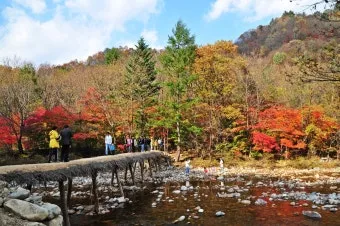 오대산 선재길 코스, 가는방법, 월정사 전나무숲, 주차장, 단풍, 식당 정보_31