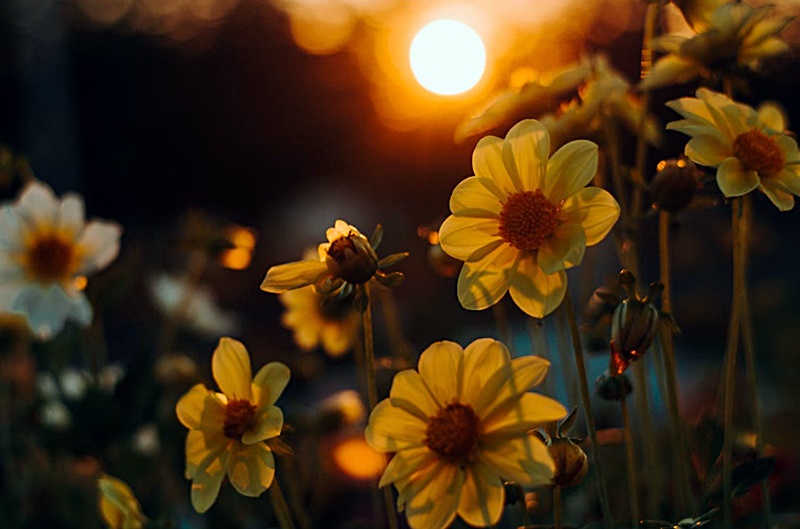 노을진-꽃밭에서-근접촬영-꽃사진-모습