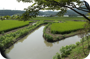 유기방 가옥 고택외부 이미지 출처: 유기방가옥