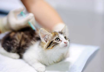 고양이 피부병의 치료와 주의사항을 보여주는 이미지