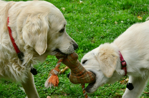 노령견이 장난감을 가지고 노는 이미지