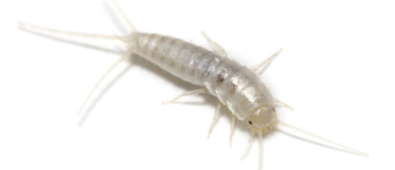 좀벌레 퇴치법1