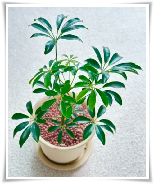 &quot;홍콩야자 키우기&quot; 실내 정원 가꾸기에 매력적인 식물!