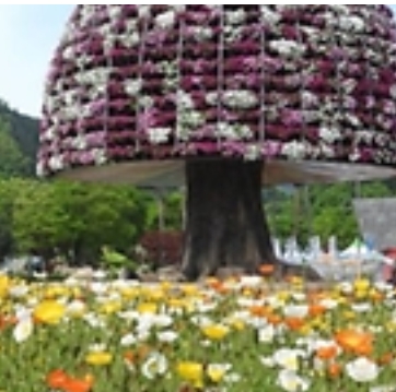 2025 함평나비대축제 완벽 가이드