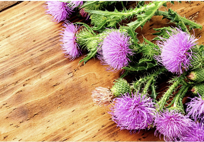 간영양제베스트3