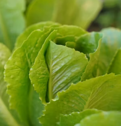 배추 효능 부작용 칼로리