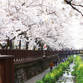 창원 벚꽃 사진