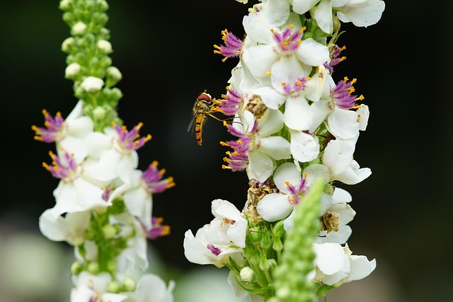 크레스티스 게코 꼬리