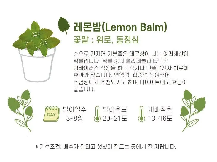 레몬밤 재배 반그늘 배치 화분 재배 잎 차로 활용_4