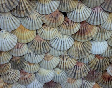 가리비, 소고기, 해조류 사진