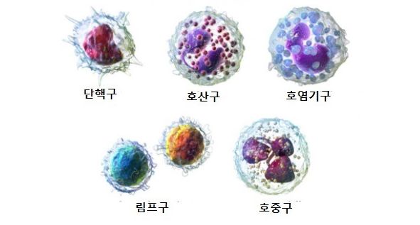 Basophil 수치