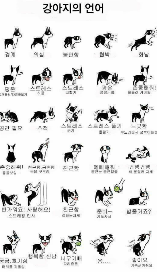 강아지의 언어 완전 정복! (표정, 행동, 소리로 알아보는 댕댕이 마음)