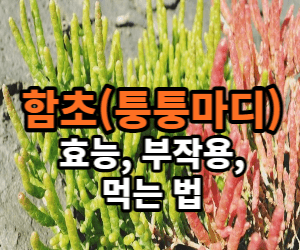 함초