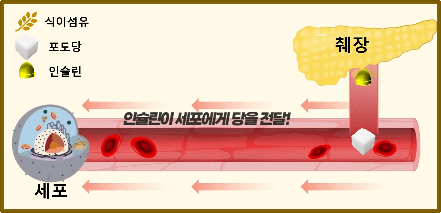 인슐린