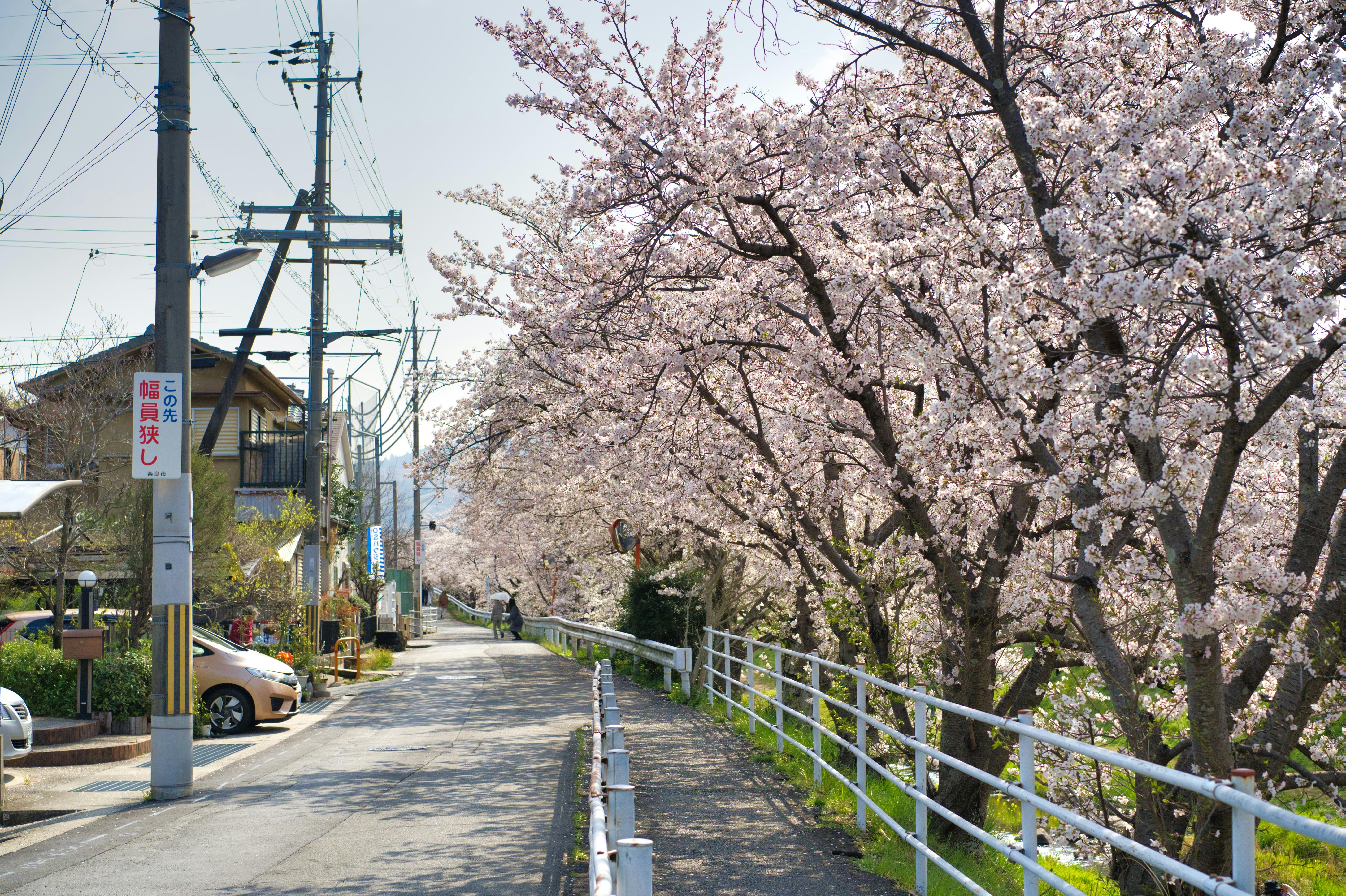 일본 벚꽃 거리 풍경 2026 봄 여행 추천