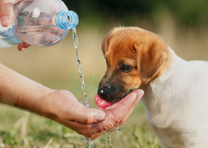 물을 먹는 강아지 모습