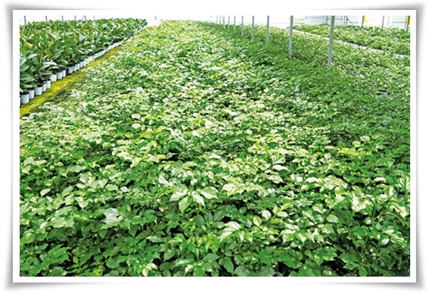 &quot;녹보수 키우기&quot; 집안에 행복과 행운을 불러오는 녹색의 보석 화초!