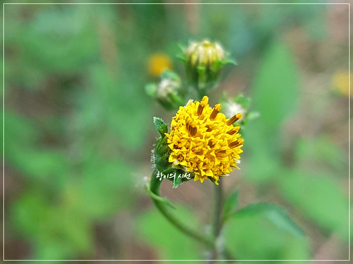 가지 끝에 피어있는 한 송이의 꽃을 보면 여러개의 통꽃으로 이루어져있다.