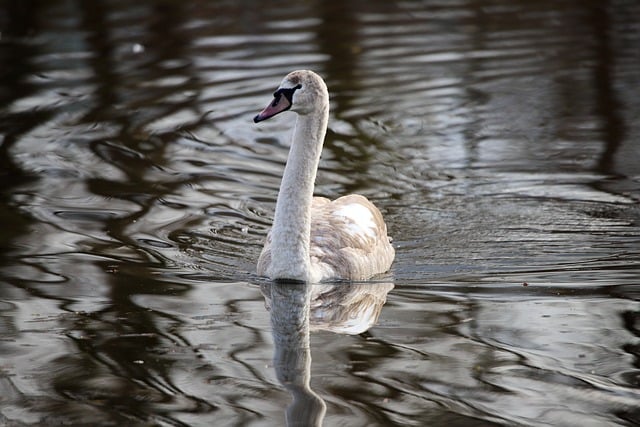 겨울 날씨 백조 모습