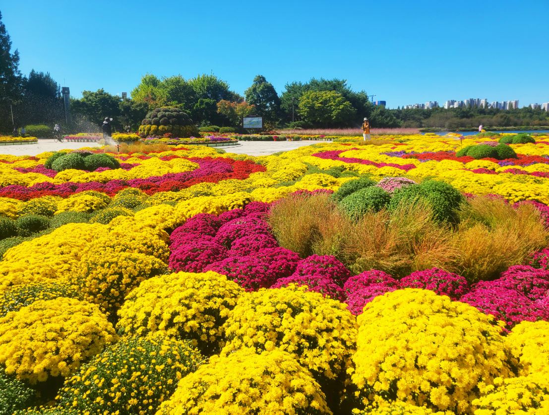 고양 가을꽃축제 일산호수공원