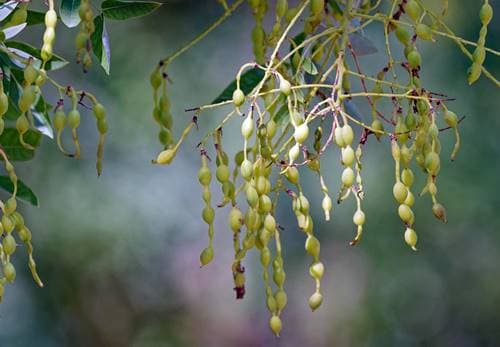회화나무열매 추출물 가루 먹는법