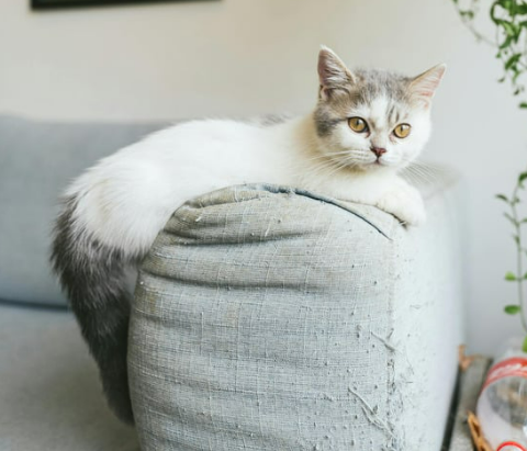 먼치킨 유전병 특징 성격 짧은 다리 이유 입양 전 필독