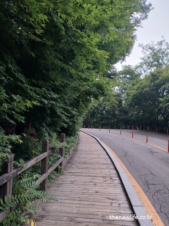 Peaceful wooden trail along the mountain road with lush greenery on both sides/ 산길을 따라 이어지는 평화로운 나무 데크 산책길, 양옆으로 무성한 초록 숲이 펼쳐진 모습.