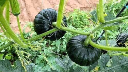 단호박-재배법-작형별-재배시기-파종-정식-수확시기-모종-심는방법-정식방법-거름주기-밑거름-웃거름