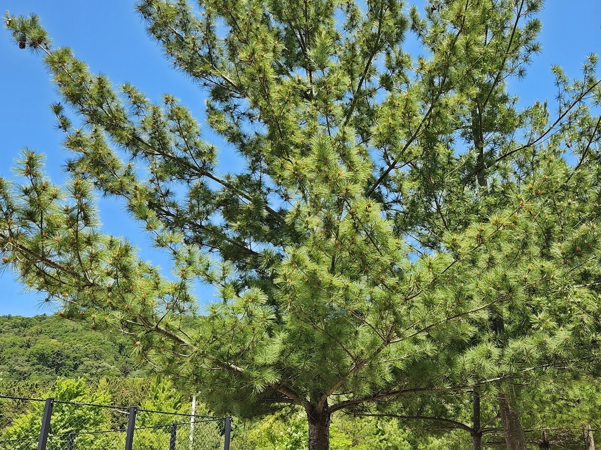 스트로브잣나무