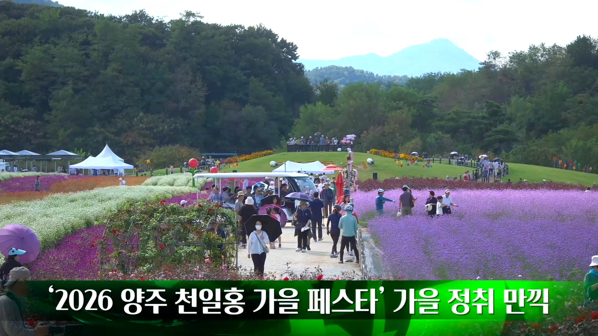 양주 천일홍 가을 페스타 살펴보기 5
