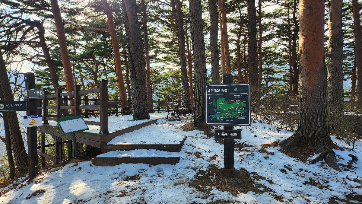 산림청 명품숲길 겨울 트레킹 : 대관령소나무숲길, 국가숲길·금강송