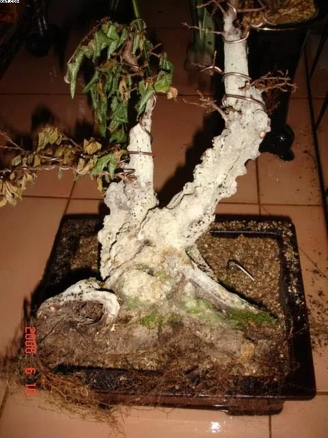 소사상태 뜻 의미 해석 사용법_2