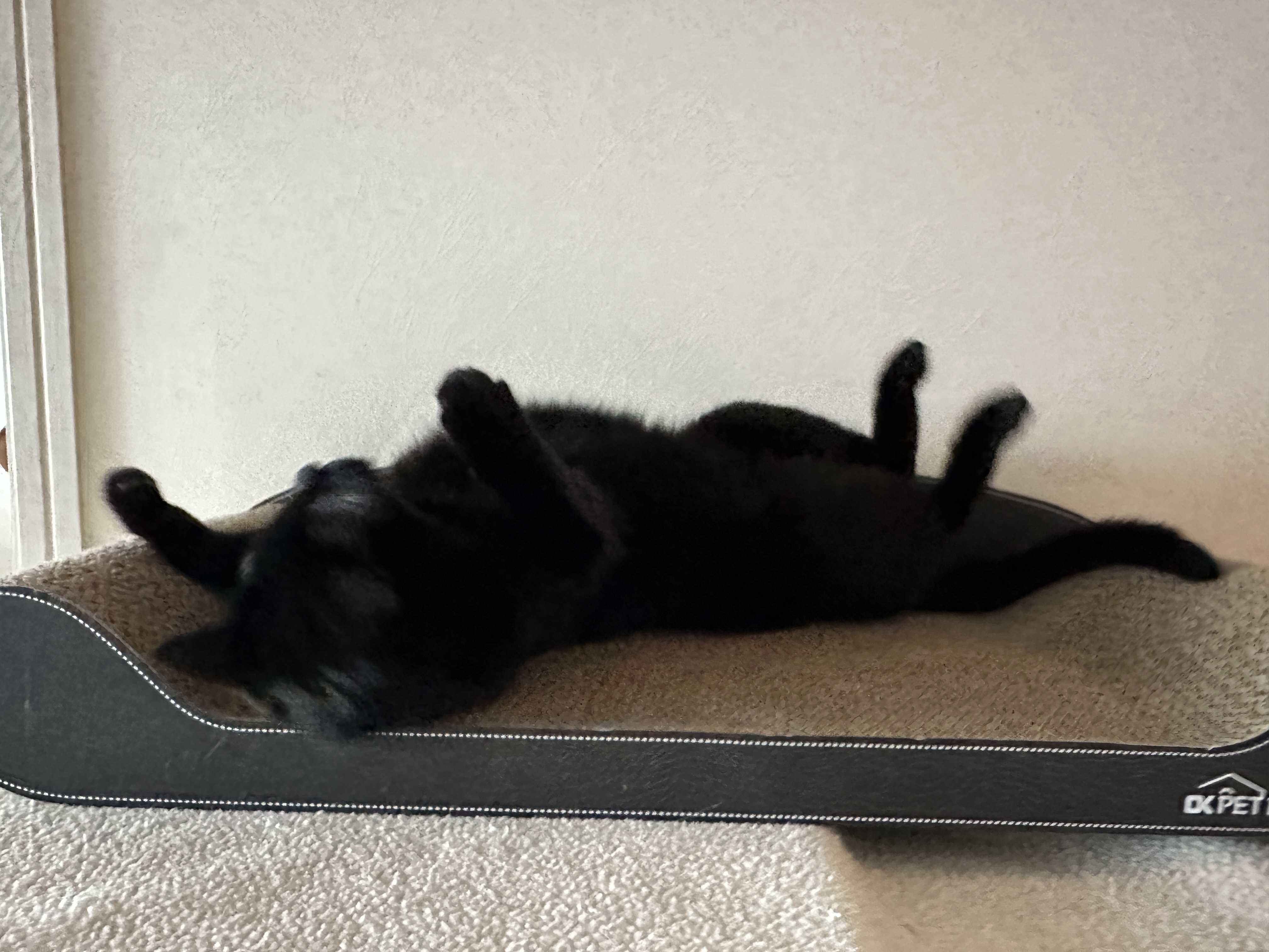 다시_스크래쳐_위에서_발라당_뒹구르르_하는_건이