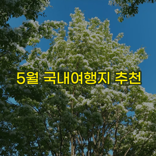 5월여행지-이팝나무