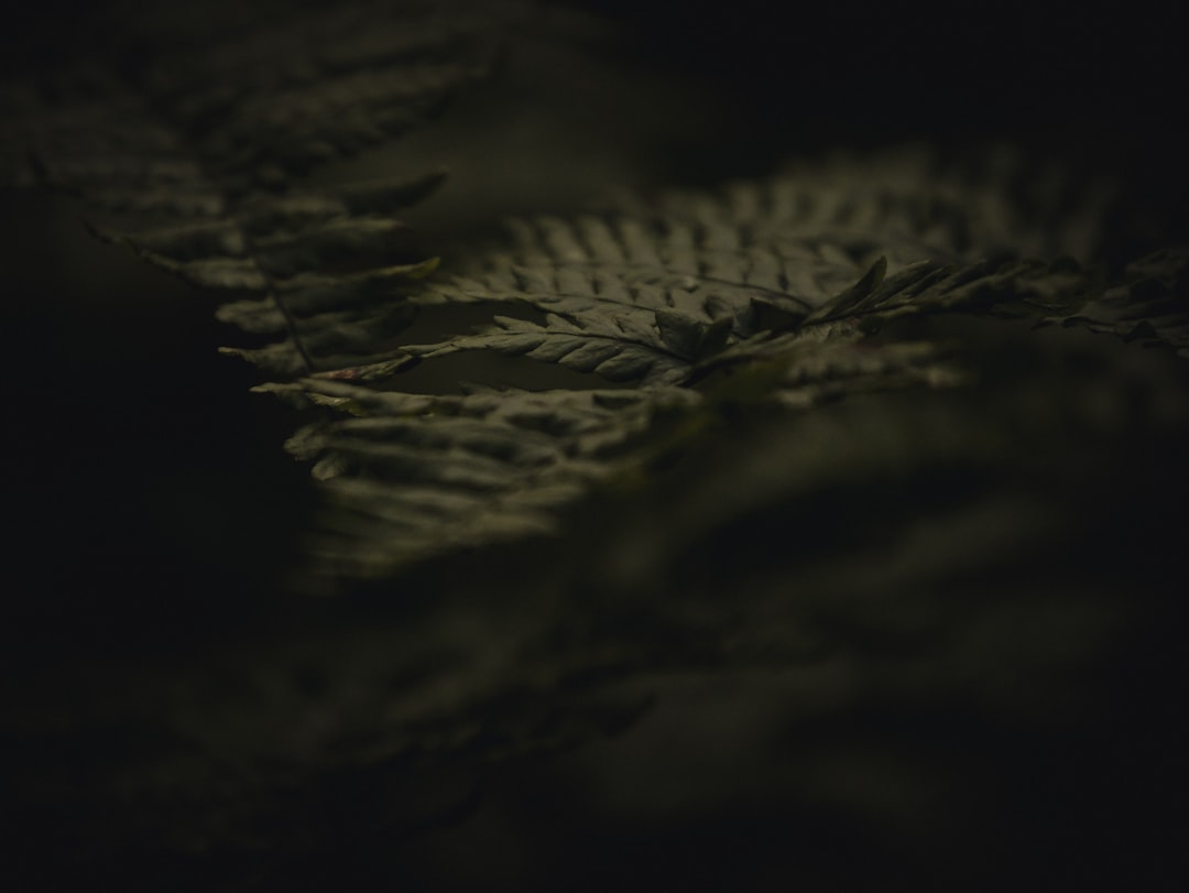 Fern.