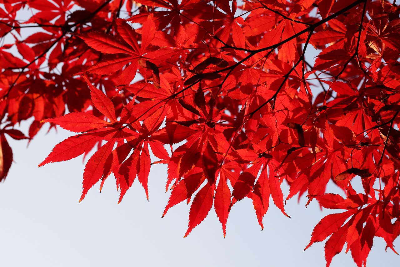 내장사, 가을 단풍이 아름다운 사찰 여행