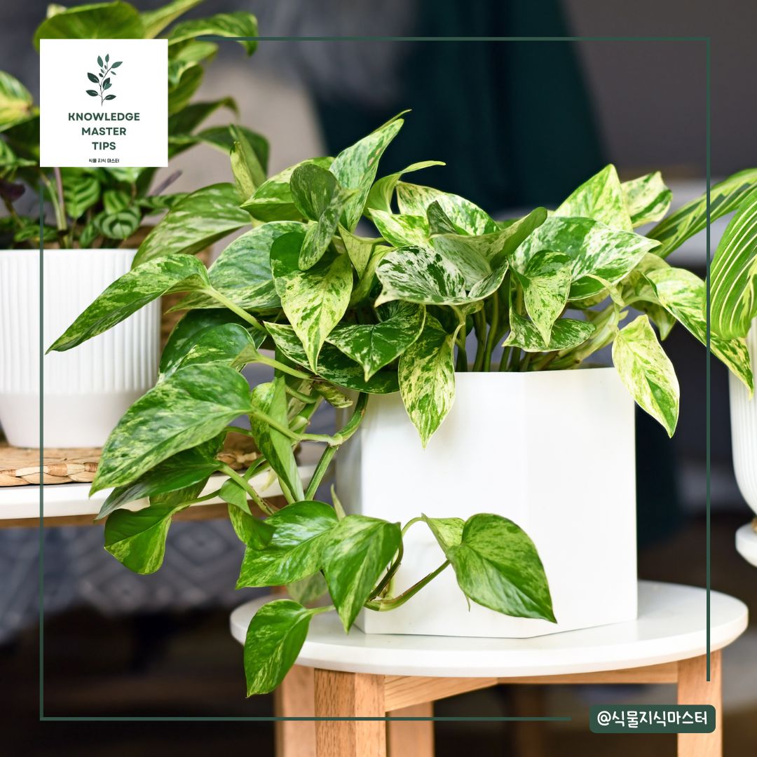 스킨답서스 키우기에 필요한 빛 / 광도