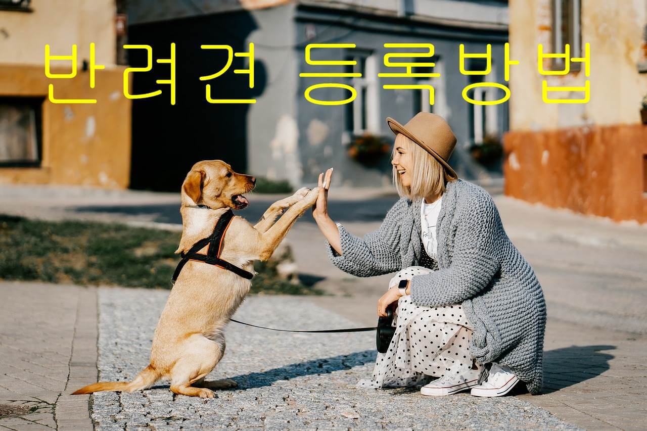 반려견 등록 방법