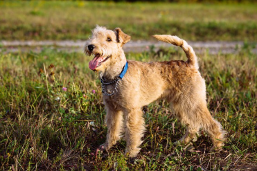 풀숲에 있는 파란 목줄의 웰슈테리어.