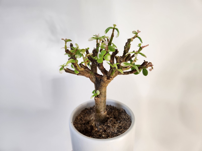 되살아나고있는 아악무