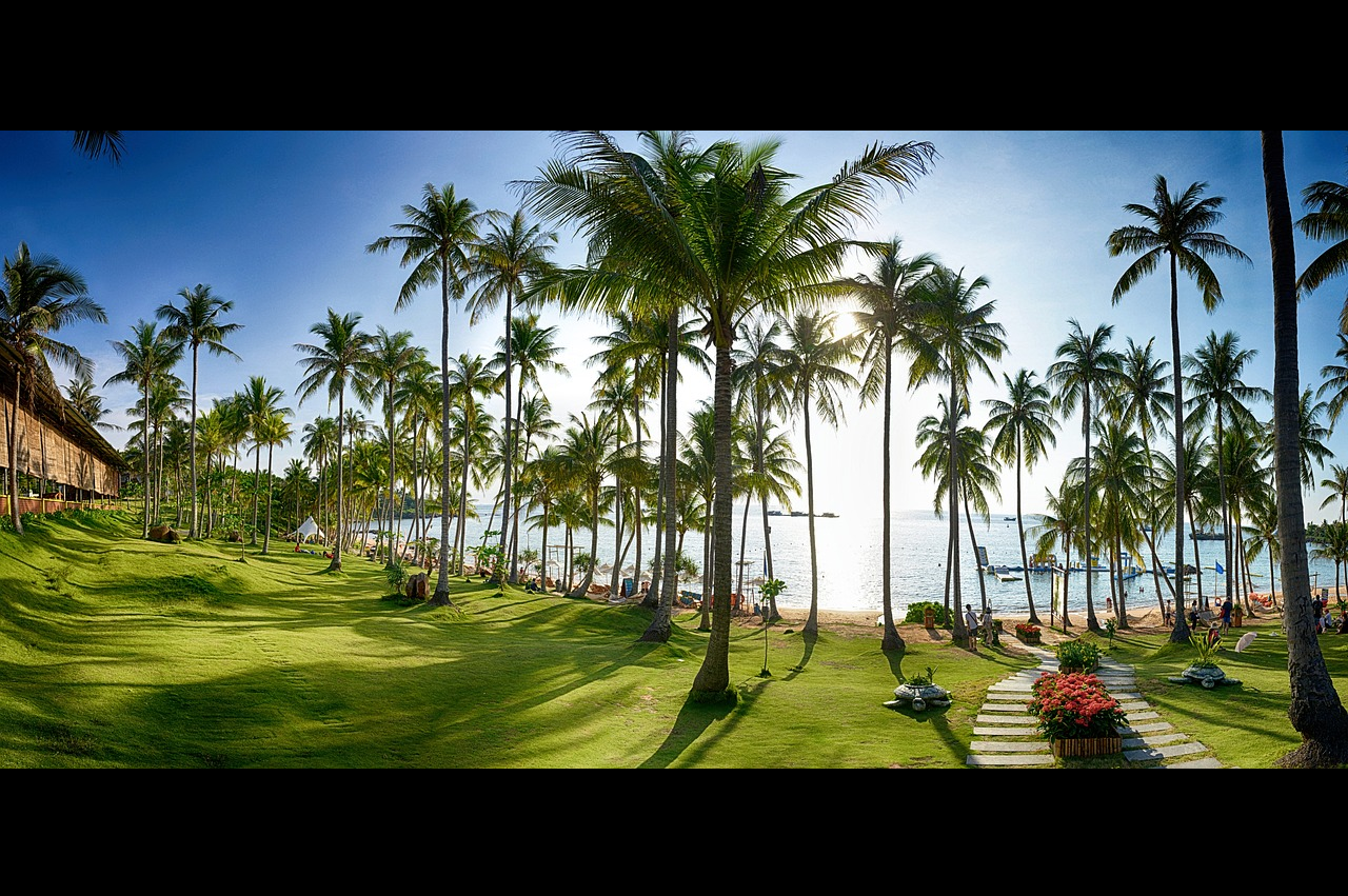 코코넛 나무가 많이 있는 해변가 사진