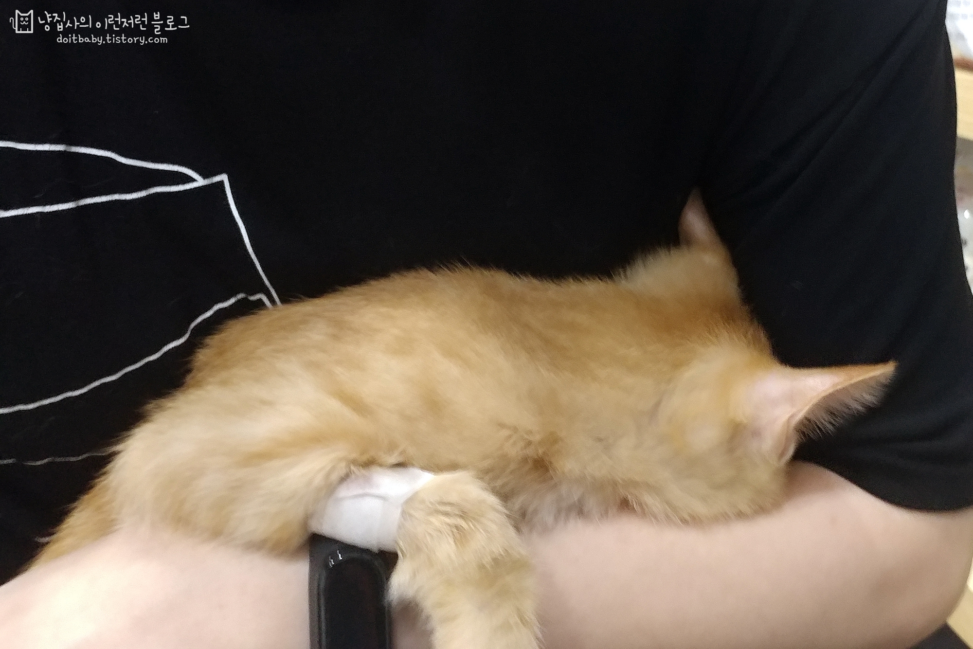 피검사후 내 품에 안겨있는 몽이