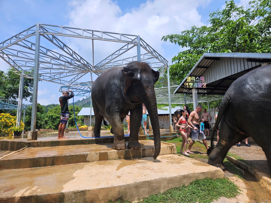 푸켓 가볼만한곳, 엘리펀트 정글 생츄어리 코끼리 샤워시키기 밥주기 후기