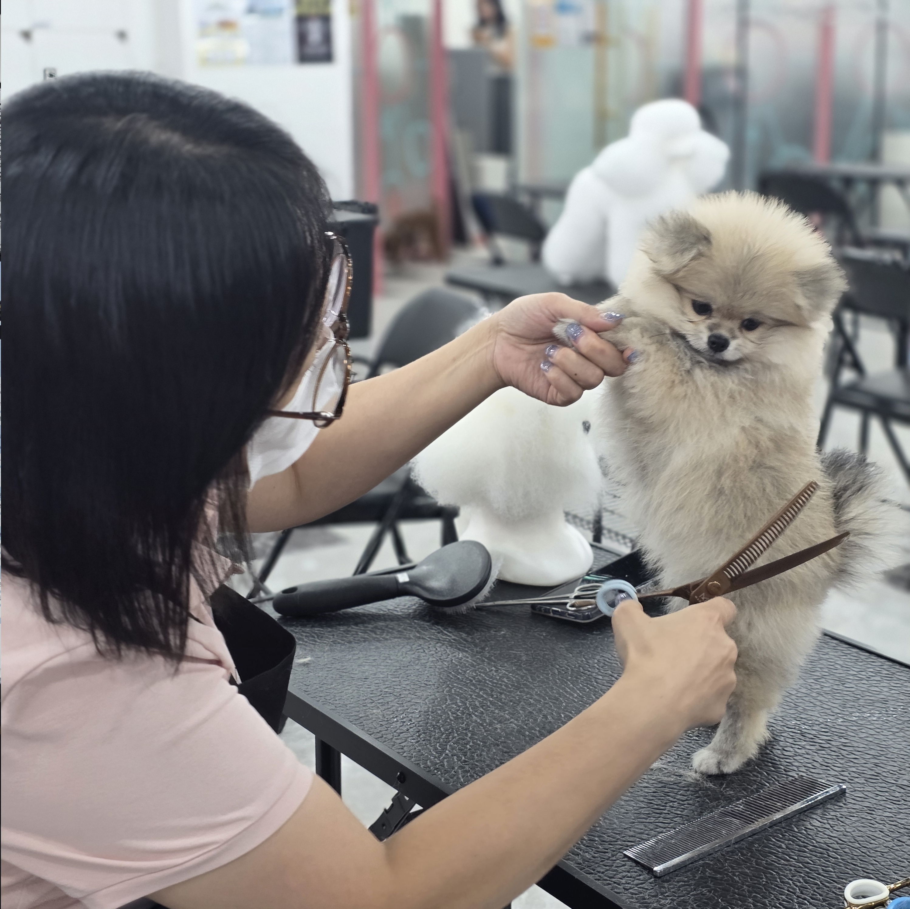 수완애견미용학원