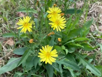 씀바귀 무침 김치 담그는법 레시피_5