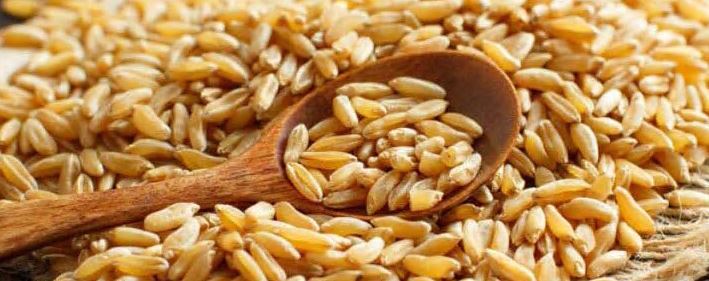 카무트효소-효능