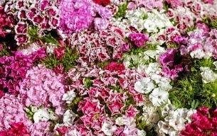 카네이션 꿈해몽 15가지