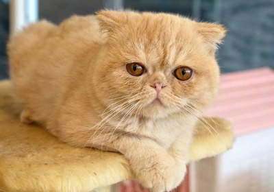 이그저틱 쇼트 헤어 이미지