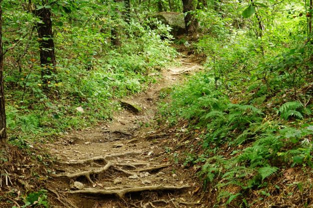 숲속 오솔길, 흙길,